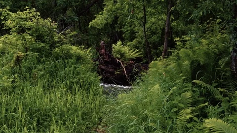 Mountain river in the forest Stock-Footage 100823400