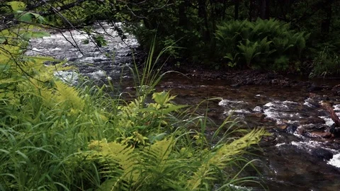 Mountain river in the forest Stock-Footage 100823412