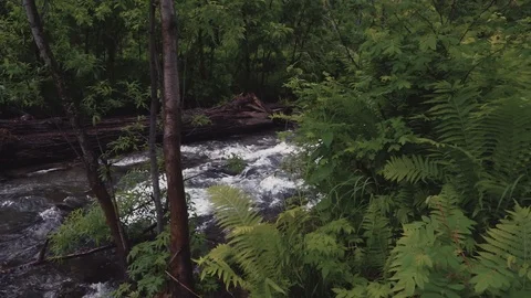 Mountain river in the forest Stock-Footage 100823416