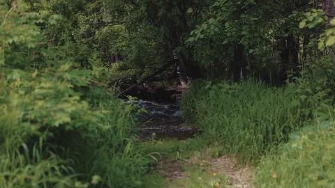 Mountain river in the forest Stock Footage 100823420
