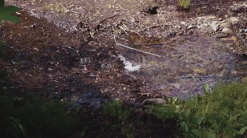 Mountain river in the forest Stock Footage 100823434