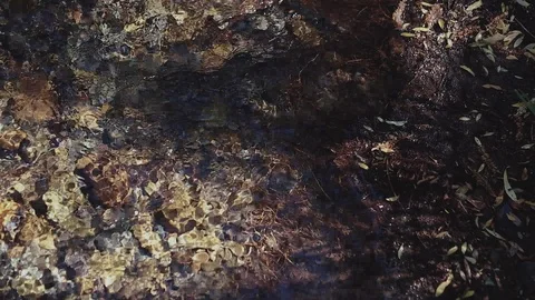 Mountain river in the forest Stock Footage 100823440