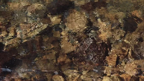 Mountain river in the forest Stock Footage 100823451