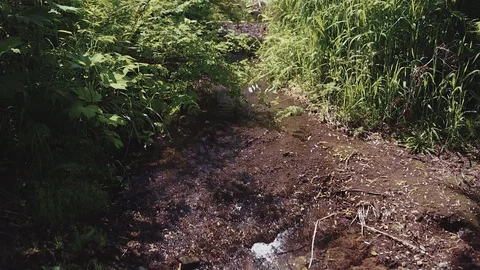 Mountain river in the forest Stock-Footage 100823457