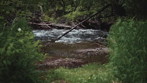 Mountain river in the forest Stock-Footage 100823468