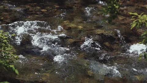 Mountain river in the forest Stock Footage 100823474