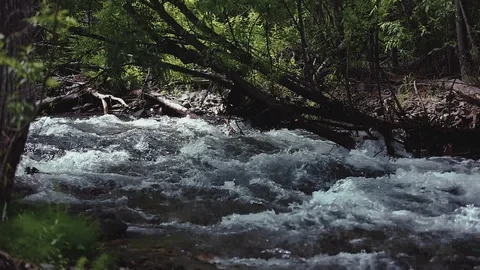 Mountain river in the forest Stock-Footage 100823485
