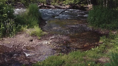 Mountain river in the forest Stock Footage 100823497