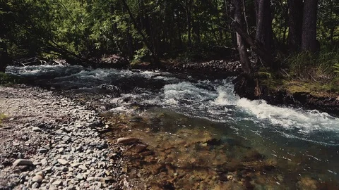 Mountain river in the forest Stock Footage 100823501