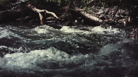 Mountain river in the forest Stock Footage 100823505