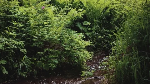 Mountain river in the forest Stock-Footage 100823528