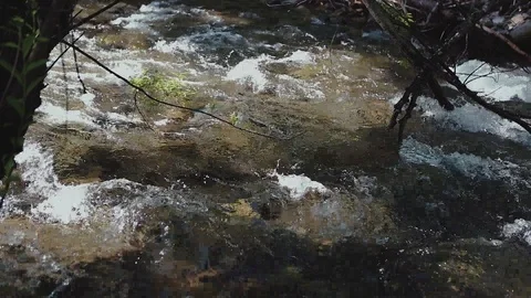 Mountain river in the forest Stock-Footage 100823533