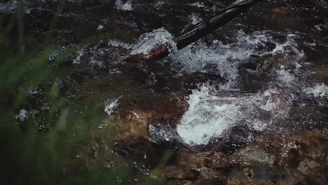 Mountain river in the forest Stock Footage 100823538