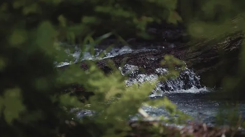 Mountain river in the forest Stock Footage 100823542