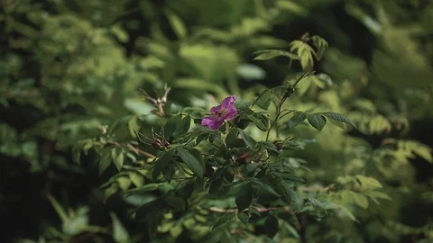 Mountain river in the forest Stock-Footage 100823553