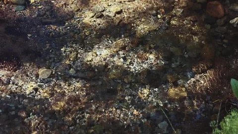 Mountain river in the forest Stock Footage 100823559