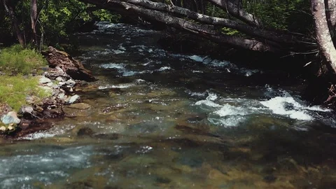 Mountain river in the forest Stock Footage 100823571