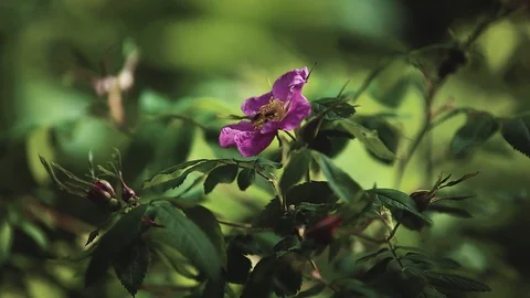 Mountain river in the forest Stock Footage 100823577