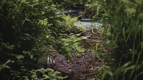 Mountain river in the forest Stock Footage 100823585