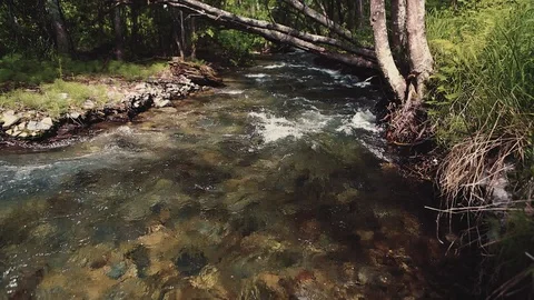 Mountain river in the forest Stock Footage 100823613
