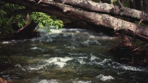 Mountain river in the forest Stock Footage 100823644