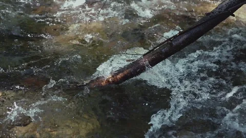 Mountain river in the forest Stock Footage 100823652