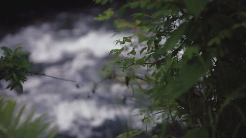 Mountain river in the forest Stock Footage 100823656