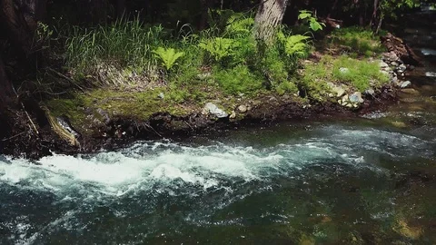 Mountain river in the forest Stock-Footage 100823664