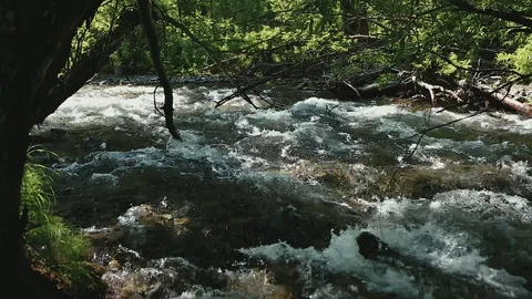 Mountain river in the forest Stock Footage 100823684