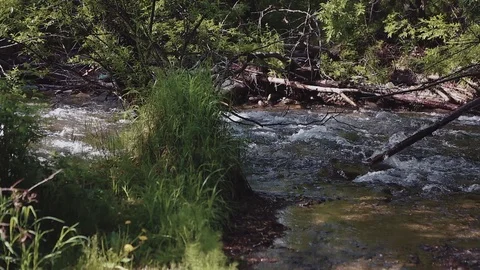 Mountain river in the forest Stock Footage 100823691