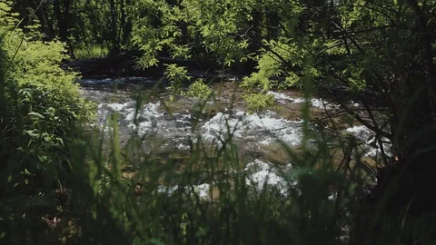 Mountain river in the forest Stock Footage 100823730