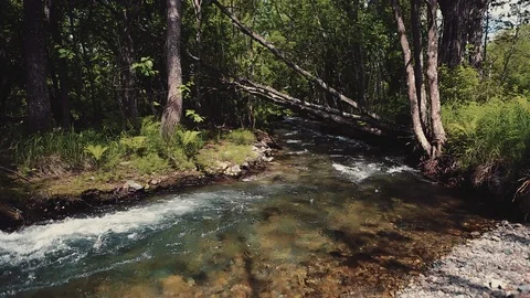 Mountain river in the forest Stock Footage 100823750