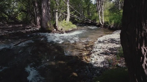 Mountain river in the forest Stock Footage 100823773