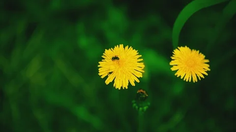 Mountain river in the forest Stock Footage 100823784