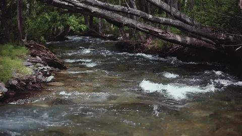 Mountain river in the forest Stock-Footage 100823794