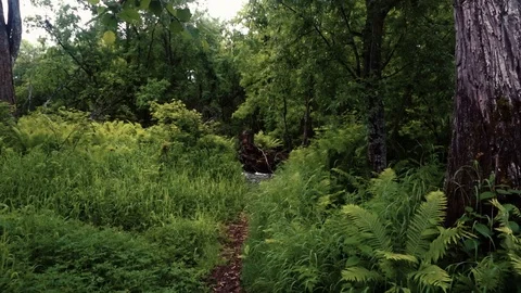 Mountain river in the forest Stock Footage 100823827