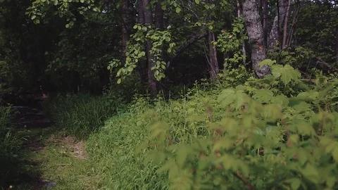 Mountain river in the forest Stock-Footage 100823846