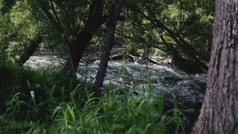 Mountain river in the forest Stock-Footage 100823871
