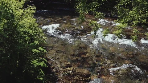 Mountain river in the forest Stock Footage 100823898