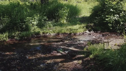 Mountain river in the forest Stock-Footage 100823908