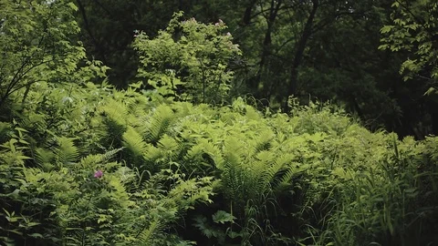 Mountain river in the forest Stock-Footage 100823941