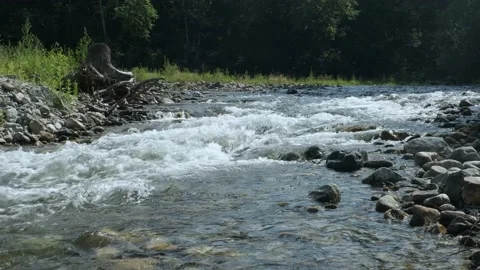 Mountain river in the forest. Stock Footage 164518950