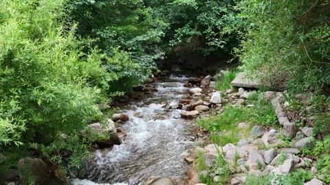 Mountain River in the Forest Stock Footage 249753122
