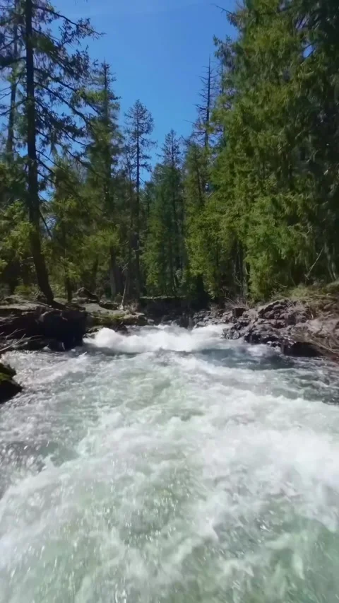 Mountain river in the forest Stock Footage 273874853