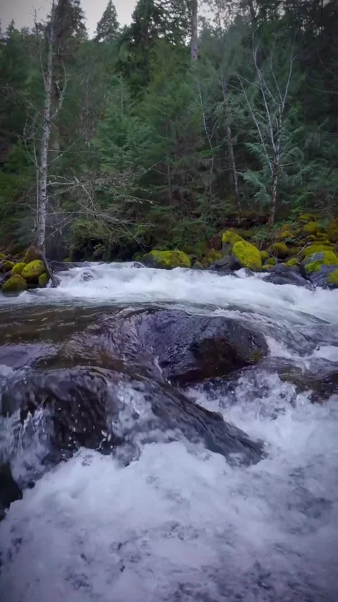 Mountain river in the forest Stock Footage 273981292