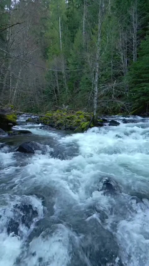 Mountain river in the forest Stock Footage 273982057