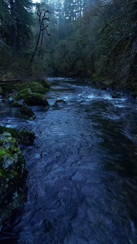 Mountain river in the forest Stock Footage 274040375