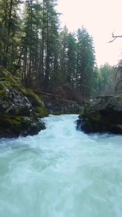 Mountain river in the forest Stock Footage 274044067