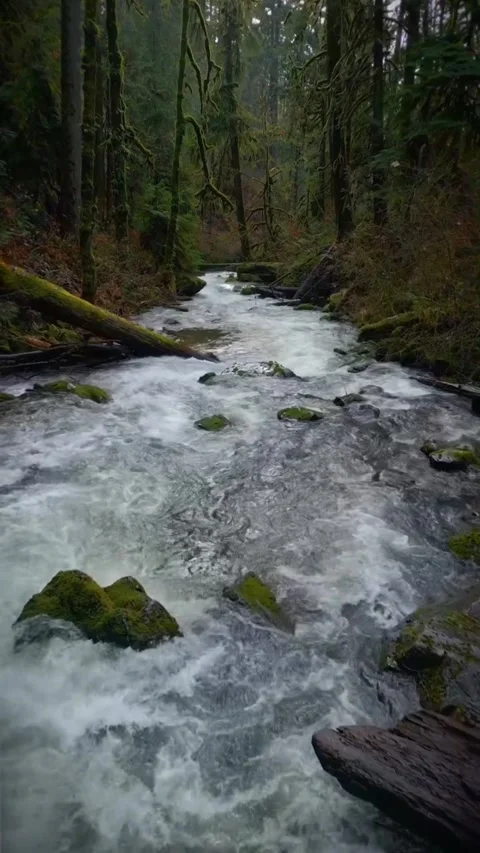 Mountain river in the forest Stock Footage 274044960