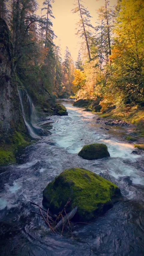 Mountain river in the forest Stock Footage 274293159